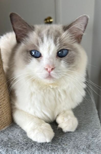 Jasmine, a blue bicolor Ragdoll queen