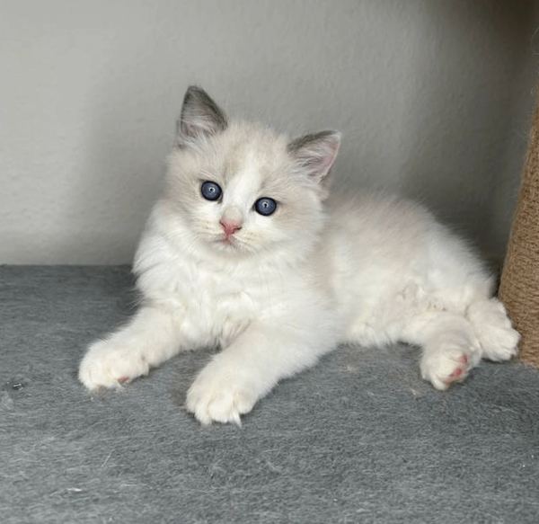 Ragdoll kitten lounging on a gray mat