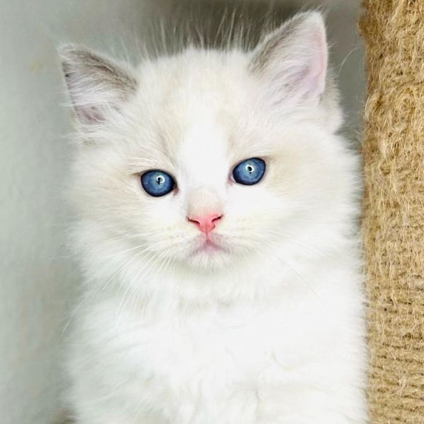 Close-up of a white Ragdoll kitten with bright blue eyes