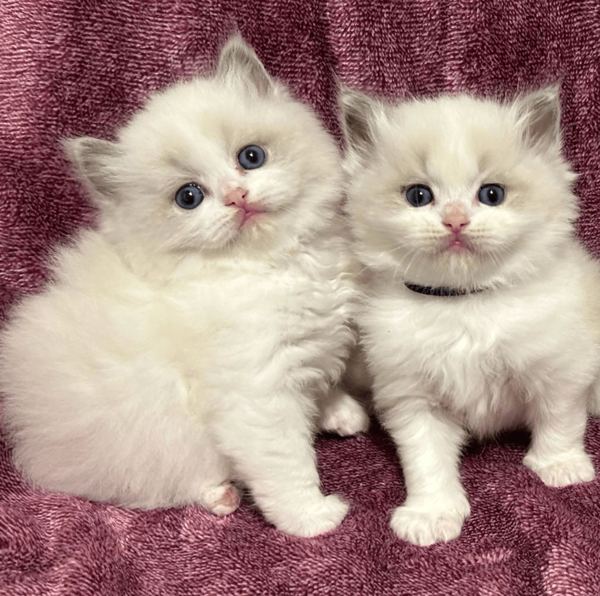 Two fluffy Ragdoll kittens on a burgundy blanket