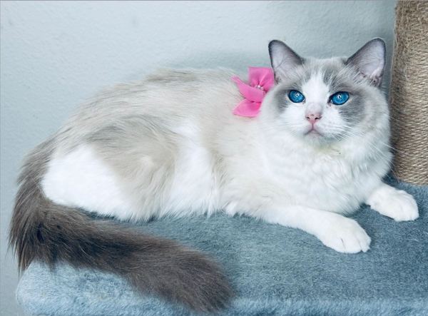 Pixie, a blue bicolor Ragdoll queen wearing a pink bow