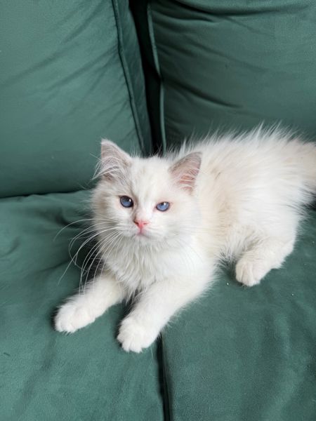 Sally, a female Ragdoll kitten lying on a green couch