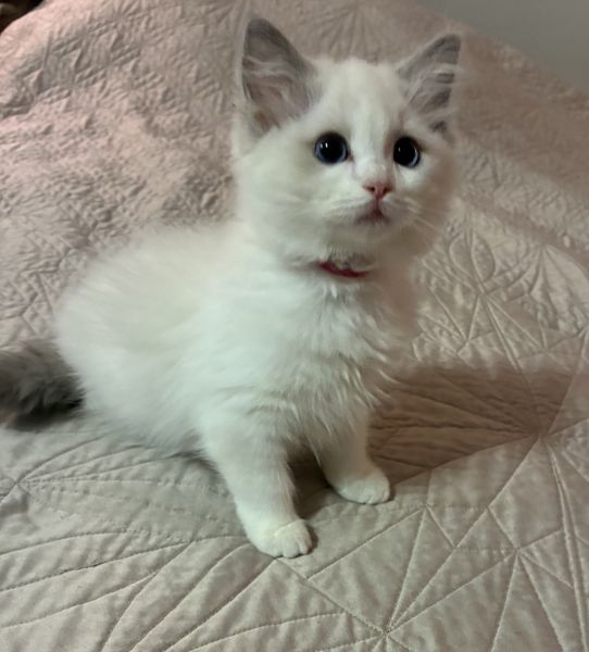Sassy, a female Ragdoll kitten with a pink collar