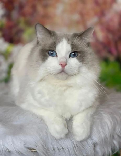 Silver, a blue bicolor Ragdoll male with blue eyes