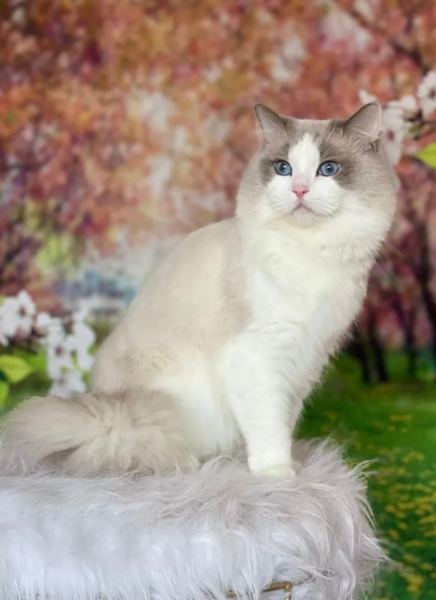 Silver sitting in front of pink blossoms