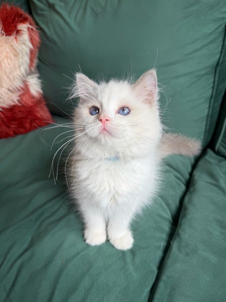 Simba, a blue bicolor Ragdoll kitten