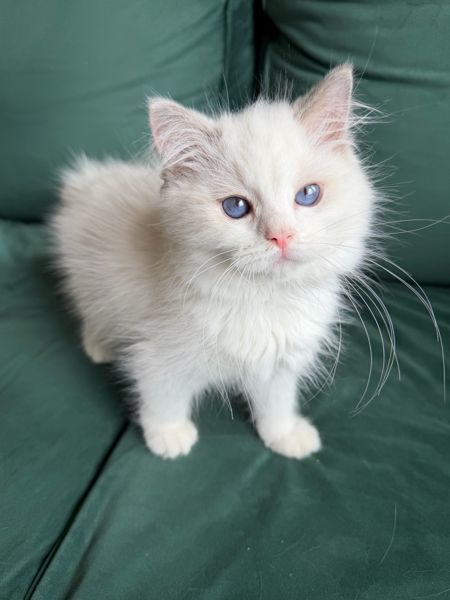 Sylvester, a male Ragdoll kitten on a green couch